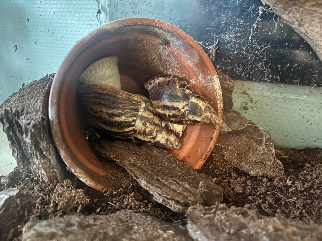 Baby agaatslakken, Dieren en Toebehoren, April, Meerdere dieren