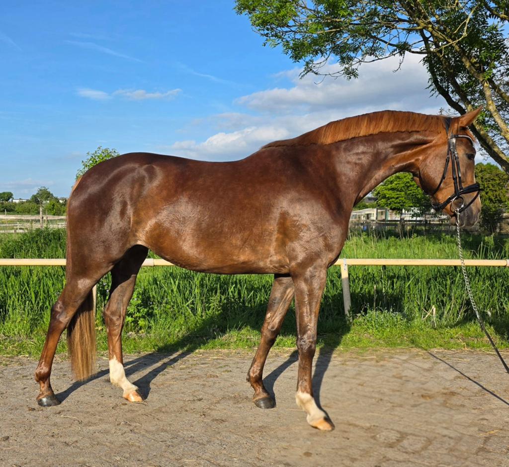 Prachtige 3 jarige merrie, Merrie, 160 tot 165 cm, Dressuurpaard, 3 tot 6 jaar