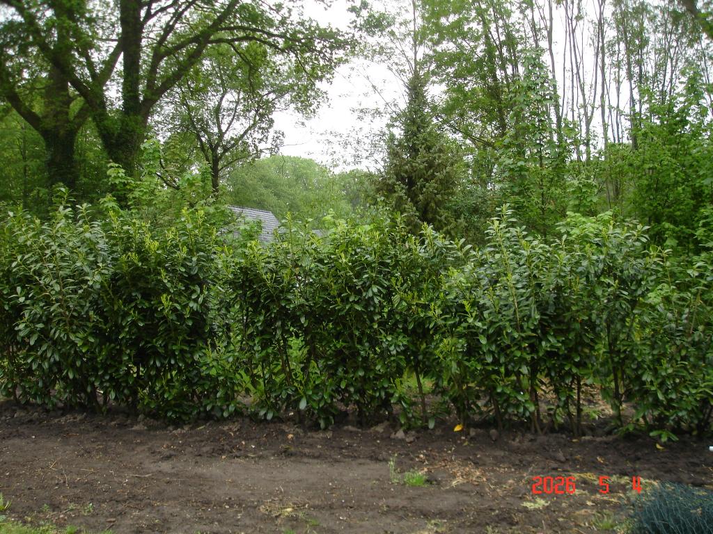grote laurier grootbladig novita, Tuin en Terras, Planten | Struiken en Hagen, Ophalen, Laurier, Haag, 100 tot 250 cm