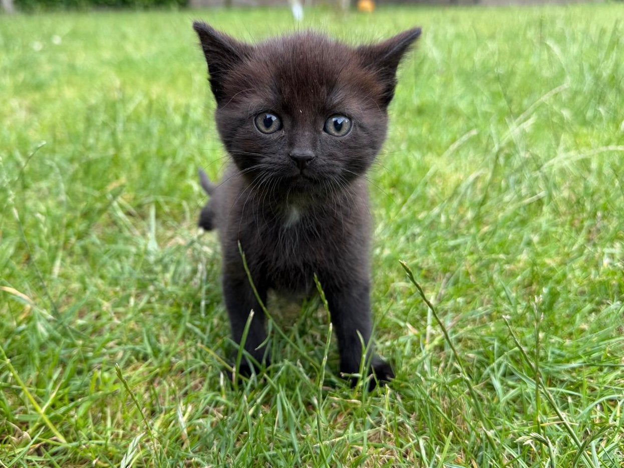 Prachtige zwart / bruine kittens, Dieren en Toebehoren, Meerdere dieren