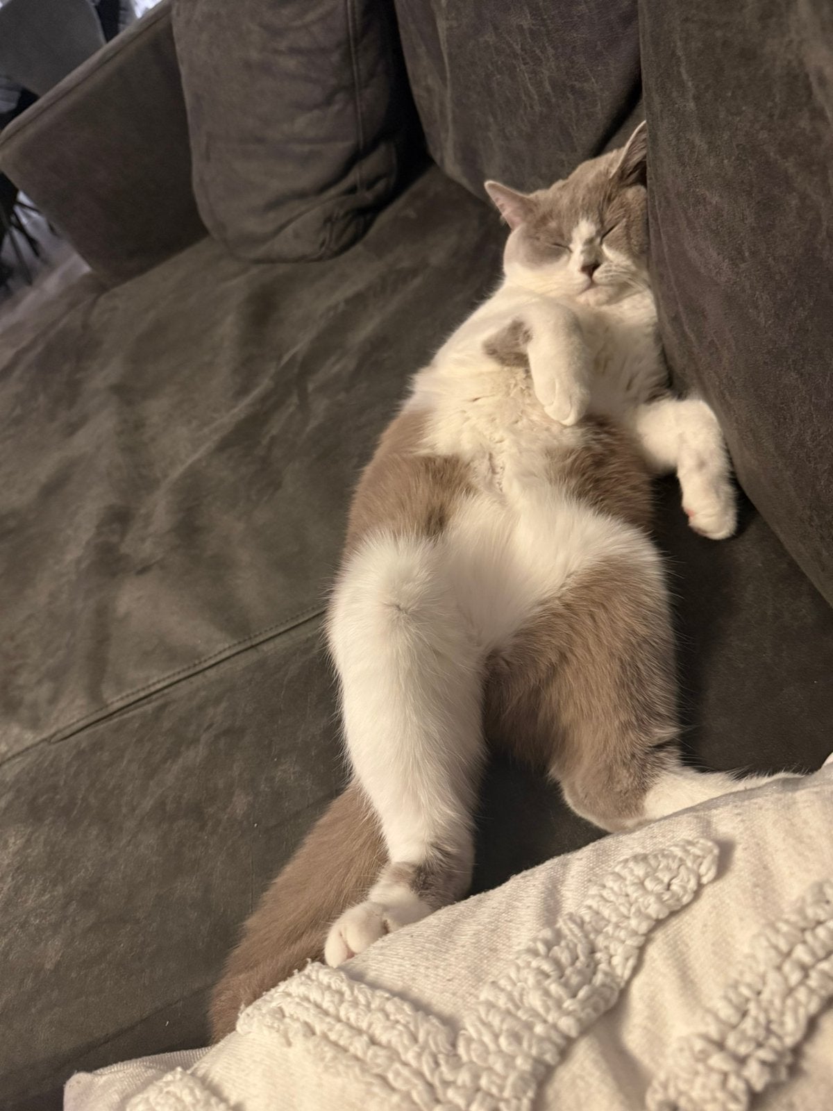 Foto 2 van Mia – Witte & Lilac British Shorthair met Stamboom