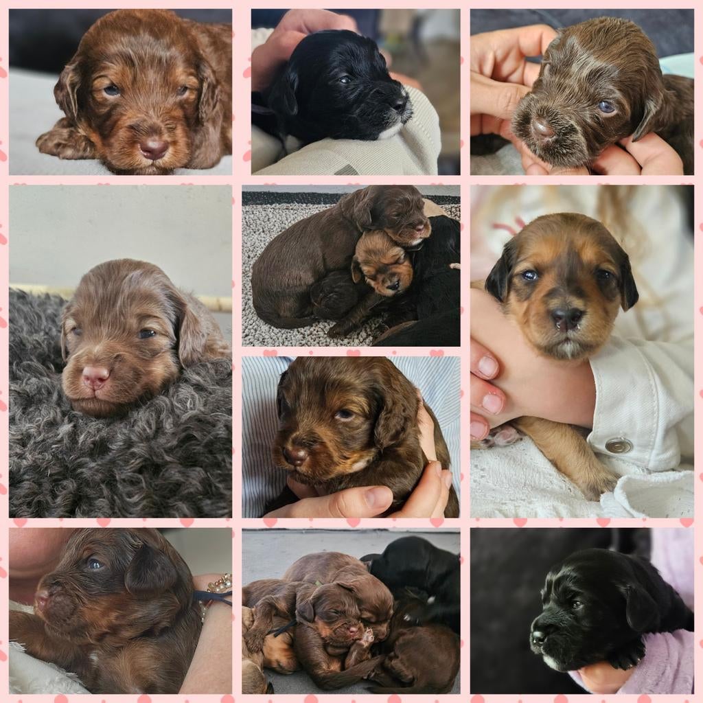 Nog 5 Supermooie labradoodle /goldendoodle pups, Dieren en Toebehoren, Honden | Niet-rashonden, Middel, Meerdere dieren, Particulier