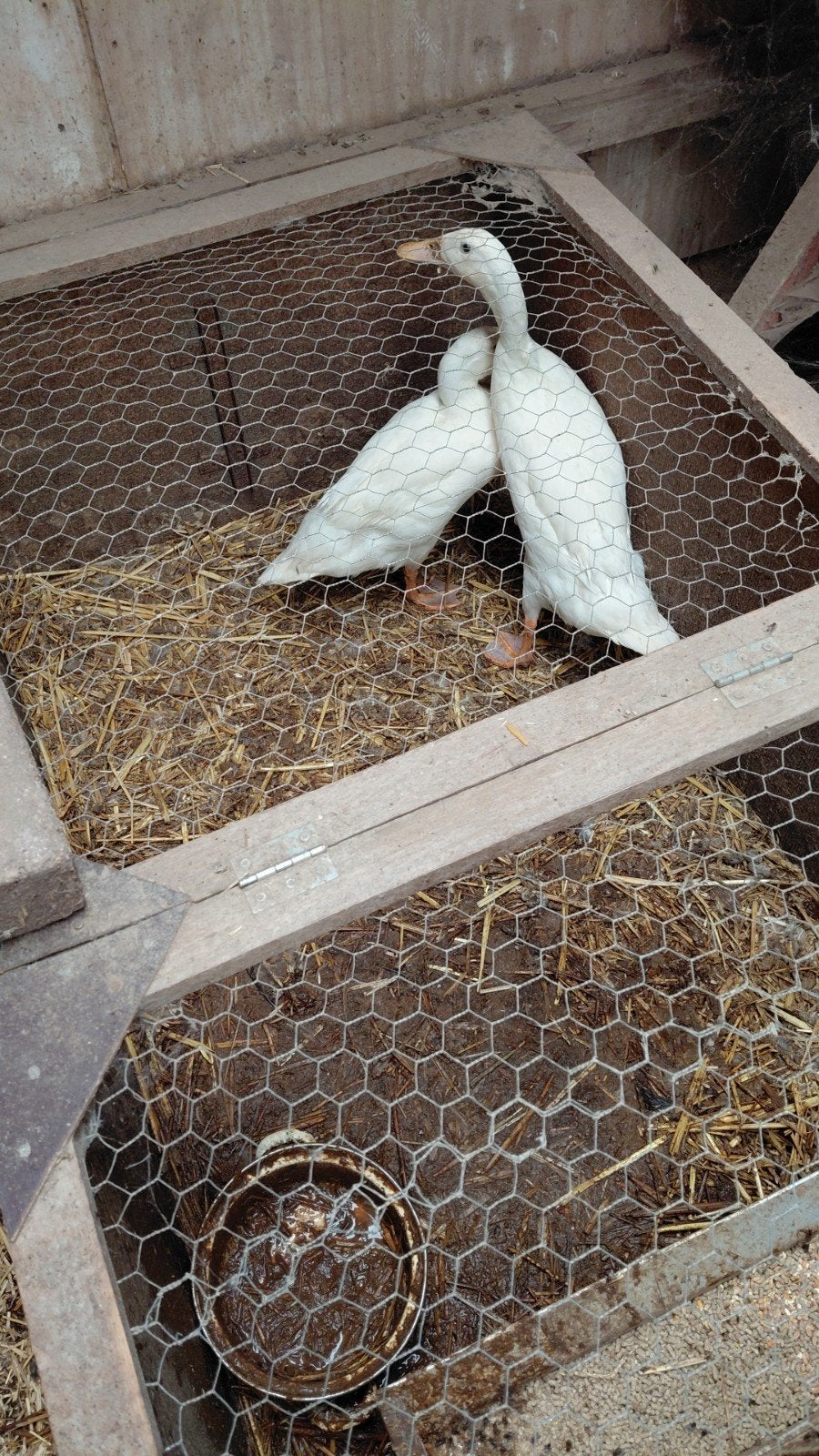 2 jonge loop eenden flessen eend, Meerdere dieren, Overige soorten