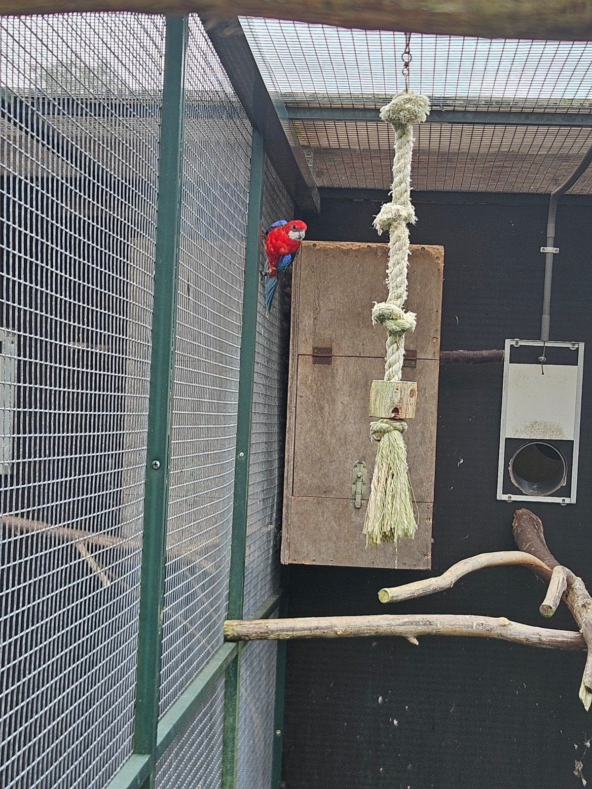 koppel rode rosella parkieten, Meerdere dieren