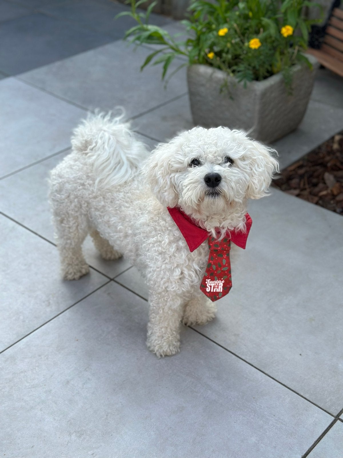 Dekreu maltezer leeuwtje, Reu, 1 tot 2 jaar, Eén hond, Nederland