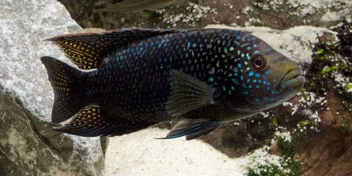 Jack dempsey cichliden, Dieren en Toebehoren, Vissen | Aquariumvissen, Vis, Zoetwatervis