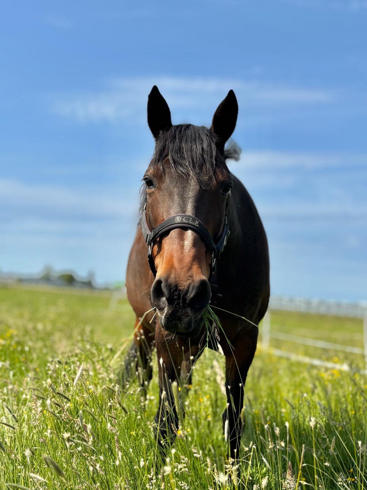 Gezocht  perceel met stal en weiland, Weidegang, 4 paarden of pony's of meer