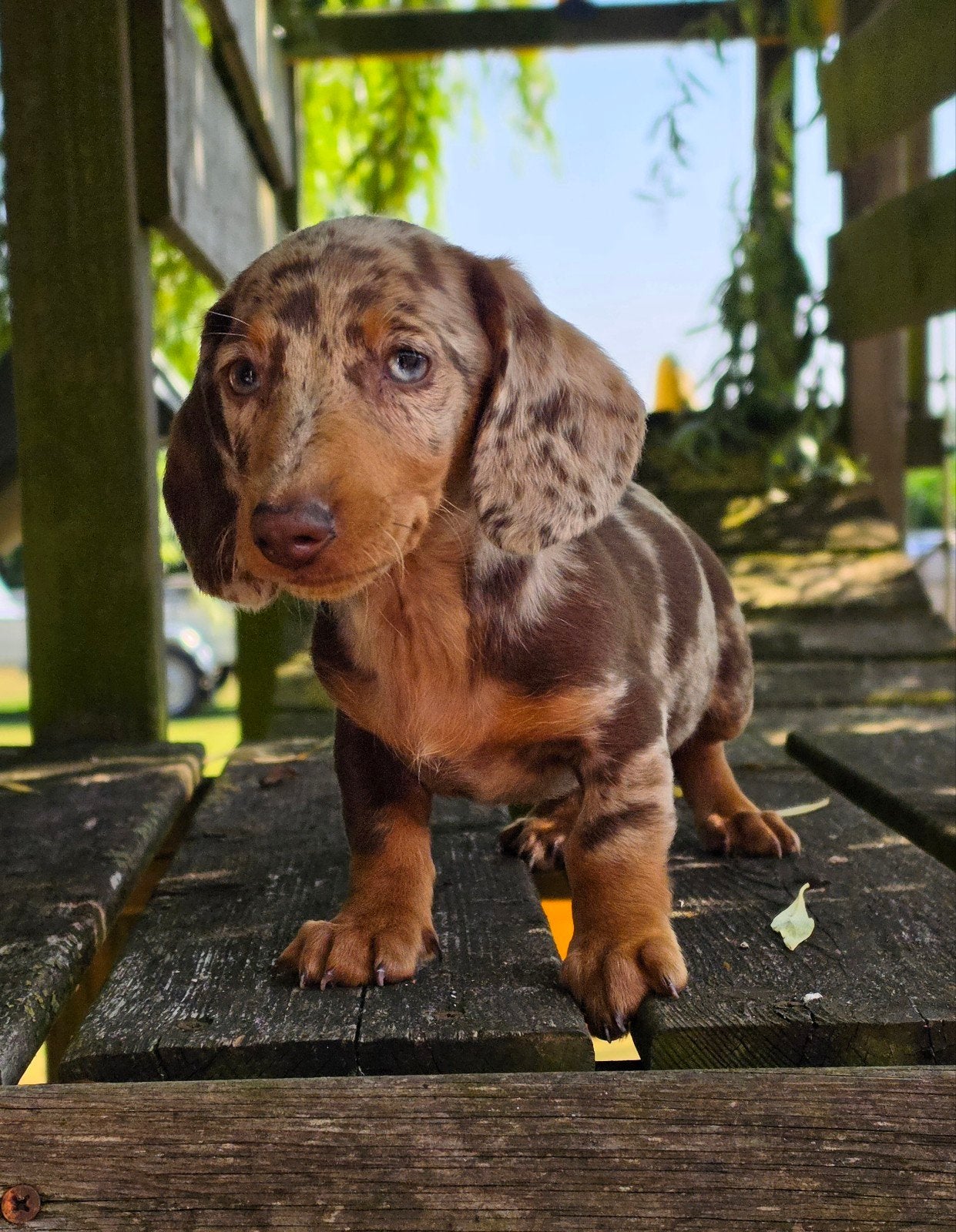 ✨️Schitterende kleine teckel pups!✨️, Dieren en Toebehoren, 8 tot 15 weken, Korthaar, Dwerg, Meerdere