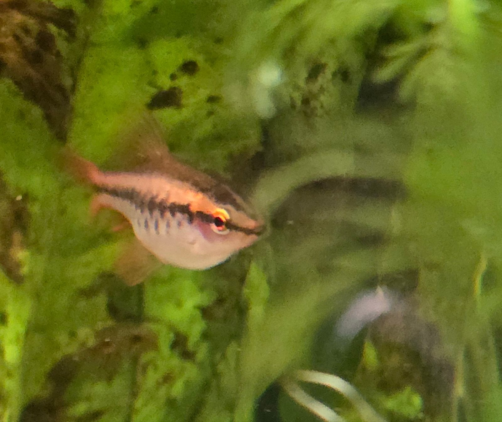 4 mooie sherrybarbeelen, Dieren en Toebehoren, Vissen | Aquariumvissen, Vis