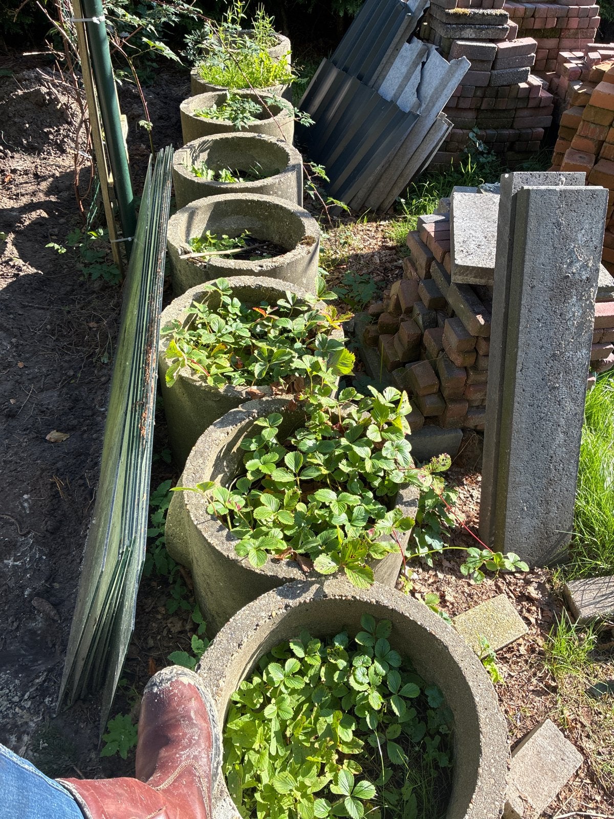 Gratis af te halen: Plantenbakken met aardbeien, Tuin en Terras, Gebruikt, Minder dan 60 cm, Rond, Ophalen of Verzenden