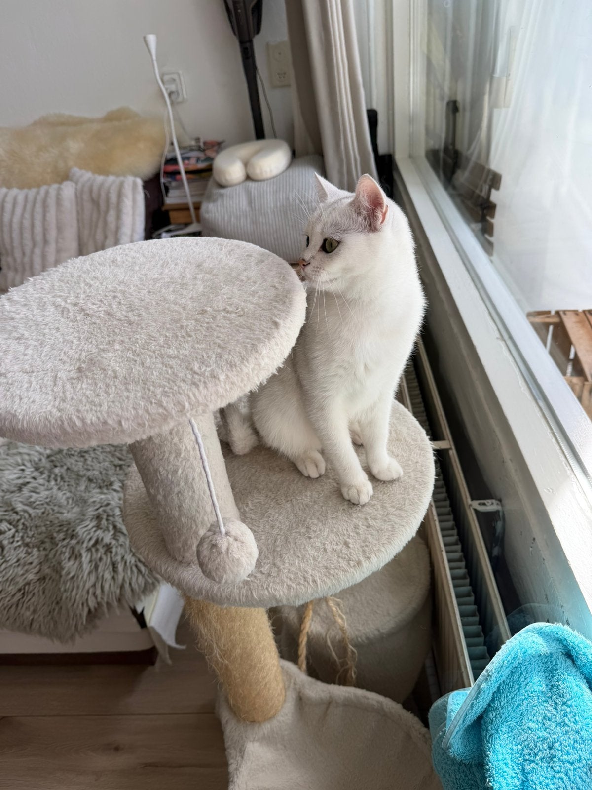 britse korthaar silver shaded. 2  poes, Poes, 0 tot 2 jaar