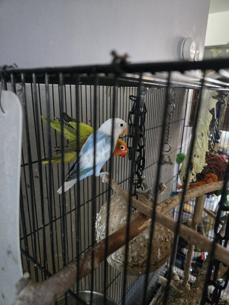 agaponis te koop, Dieren en Toebehoren, Vogels | Parkieten en Papegaaien, Vrouwelijk, Dwergpapegaai of Agapornis