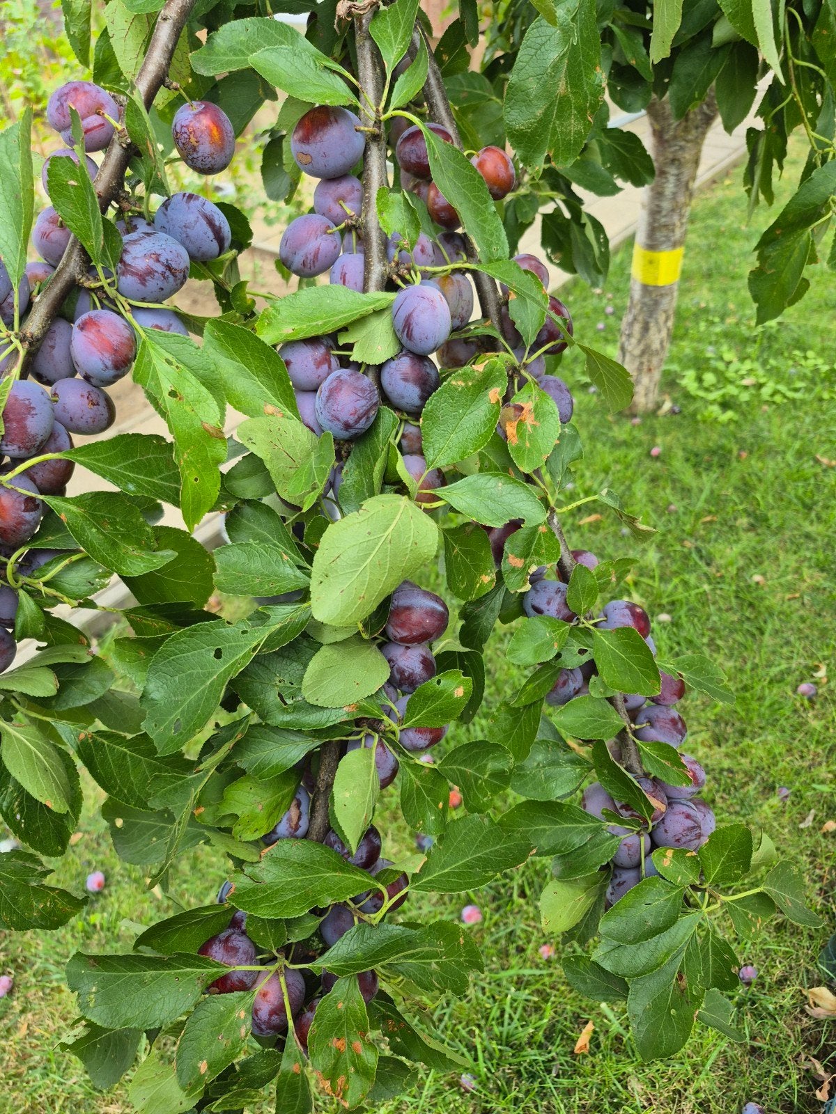 pruimen boom, Tuin en Terras, Planten | Fruitbomen, Ophalen, Minder dan 100 cm, Pruimenboom