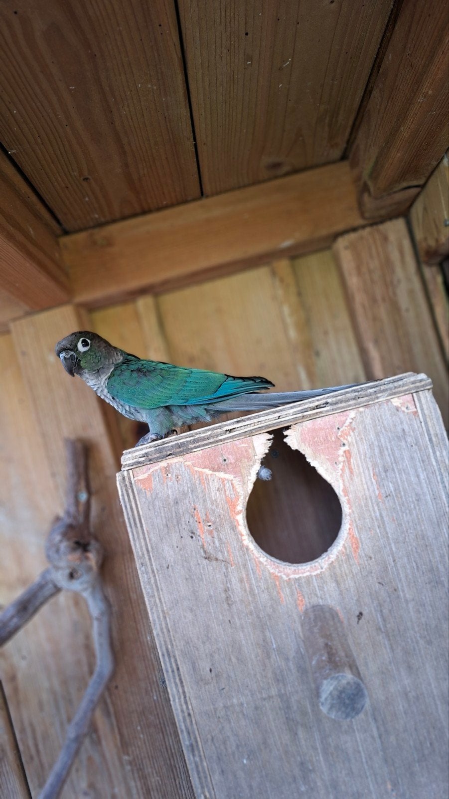 Pyrrhura turquoise violet, Geslacht onbekend, Parkiet, Geringd