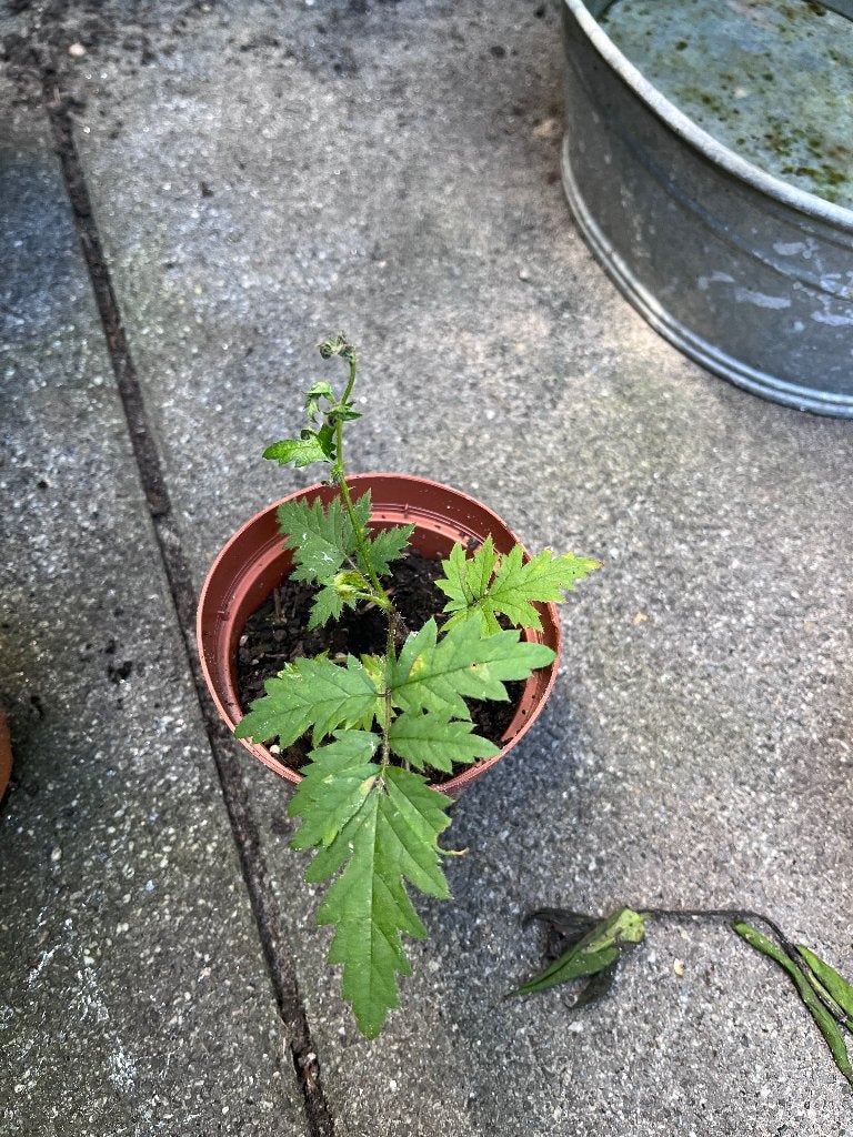 Plantjes, Ophalen, Eenjarig, Groenteplanten, Volle zon
