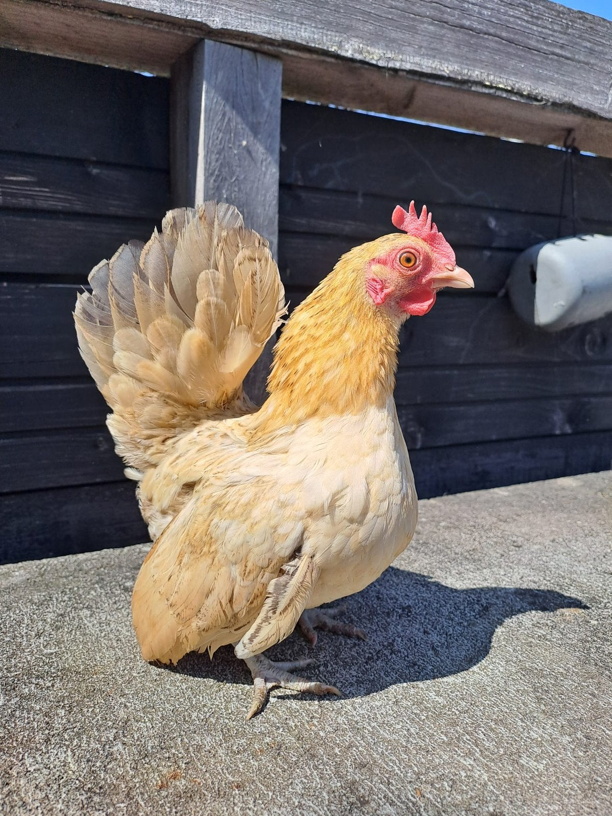 Serama, Dieren en Toebehoren, Pluimvee, Vrouwelijk, Kip