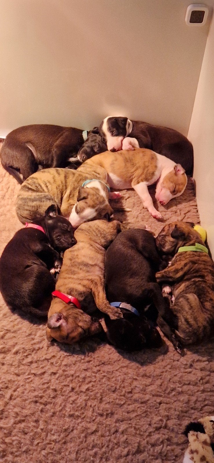 whippet pups, Dieren en Toebehoren, Whippet, 8 tot 15 weken, Meerdere, Meerdere dieren