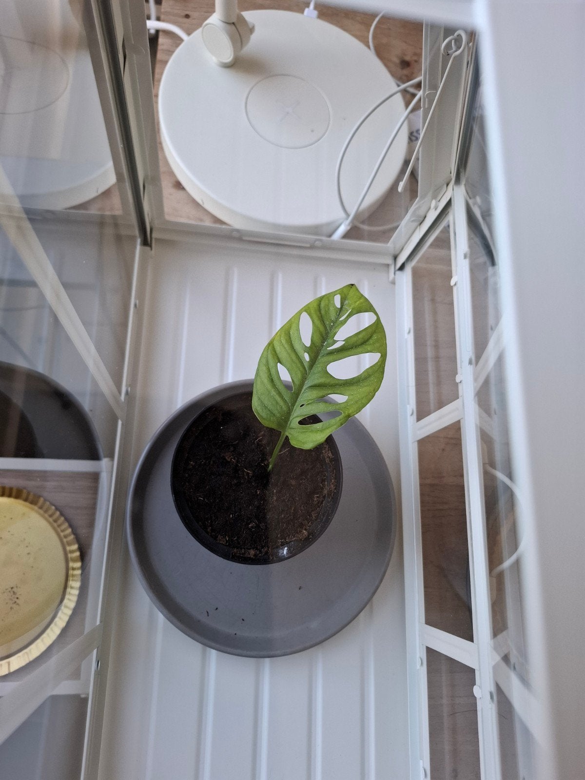 Monstera Adansonii (Monkey Mask) stekje, Ophalen, Overige soorten, Halfschaduw, In pot