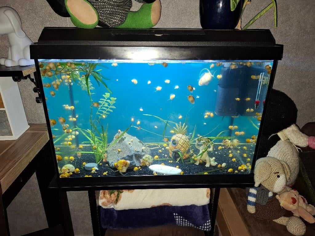 Juwel Primo 60 liter, Ophalen of Verzenden, Gevuld zoetwateraquarium, Juwel