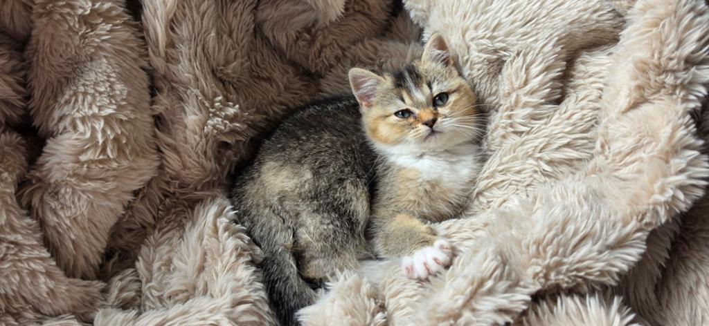 Brits korthaar x Scottish straight, Kater