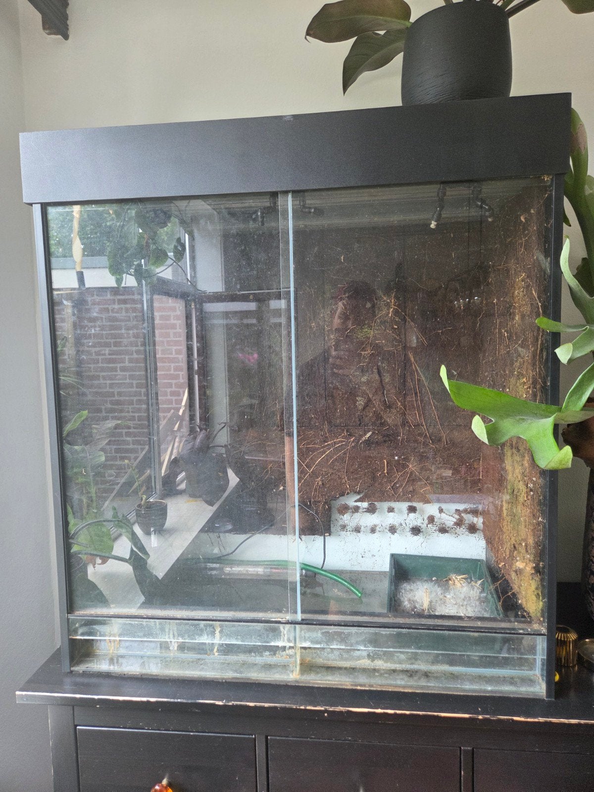 Paludarium 80x80x50 gebruikt, Dieren en Toebehoren, Reptielen en Amfibieën | Toebehoren, Ophalen