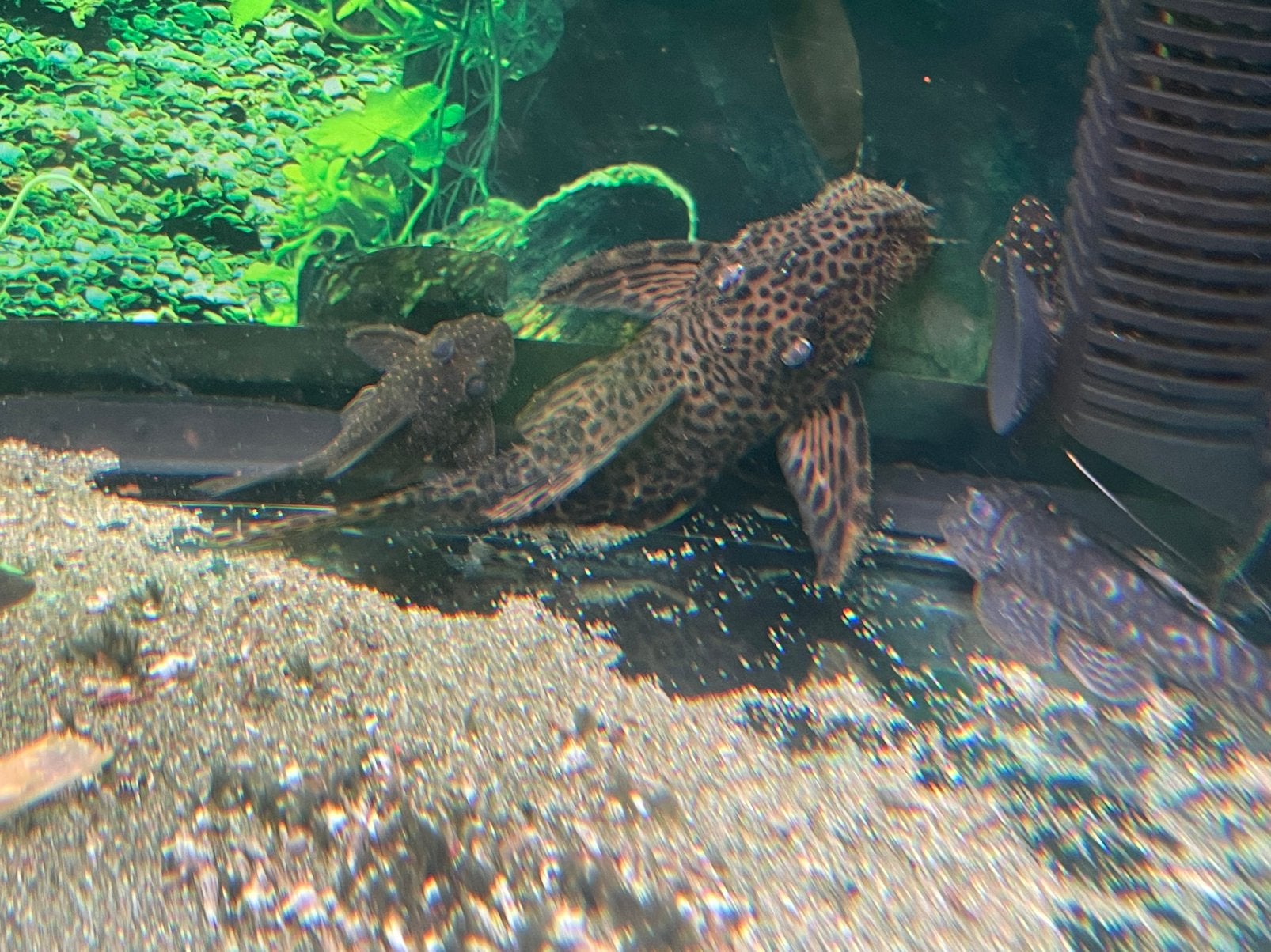 L264 15-16 cm groot, Dieren en Toebehoren, Vissen | Aquariumvissen, Vis