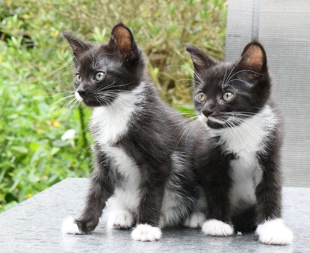 LAATSTE Main coon X kittens zoeken nu een nieuw huisje, Dieren en Toebehoren, Katten en Kittens | Raskatten | Langhaar, Meerdere dieren