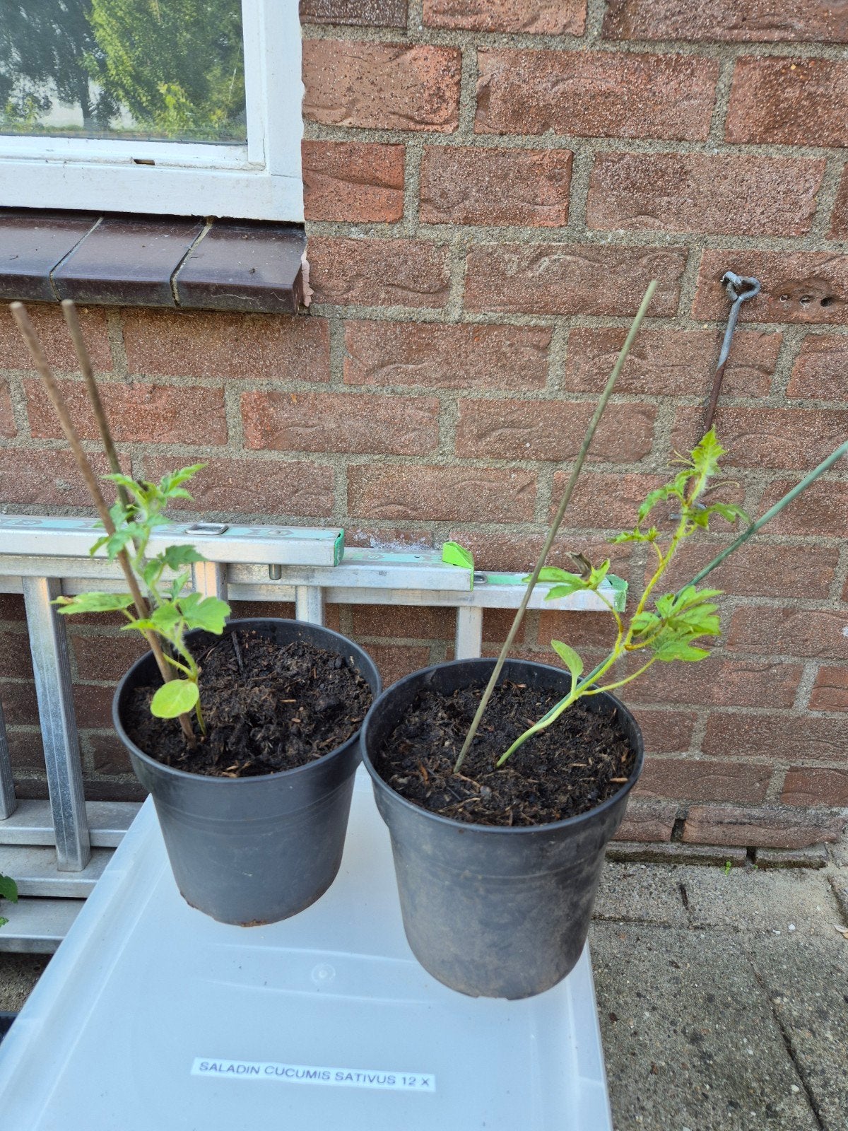 Twee mini Watermeloen planten te koop, Ophalen, Volle zon, Eenjarig, Zomer