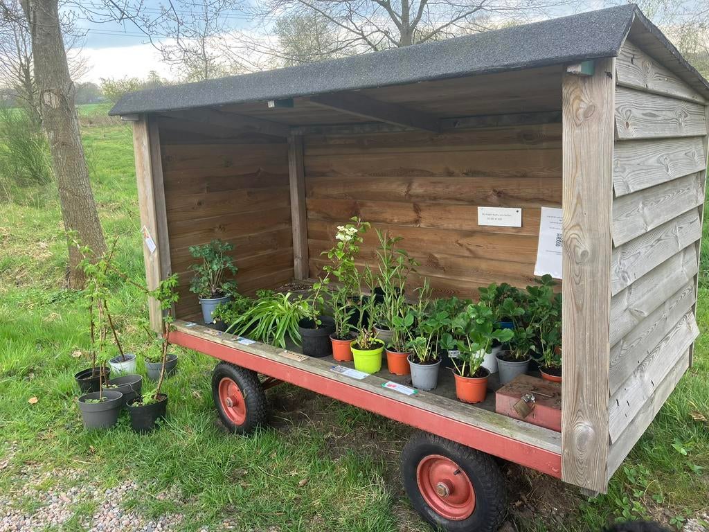 Komkommer, pompoen en courgette planten, Ophalen, Eenjarig, Groenteplanten, Volle zon