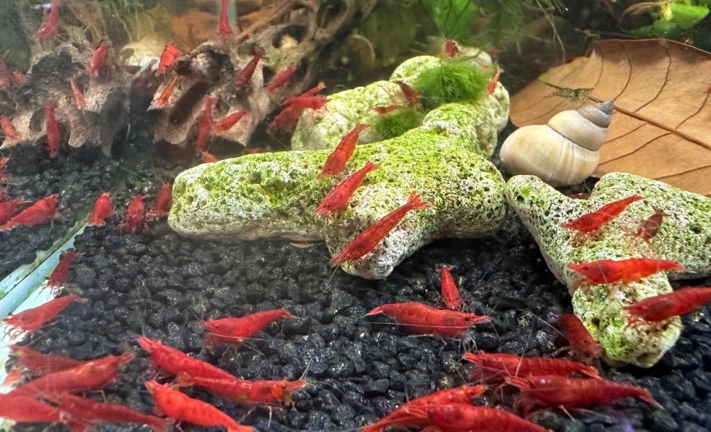 Bloody Mary High Grade garnalen, Kreeft, Krab of Garnaal, Schoolvis