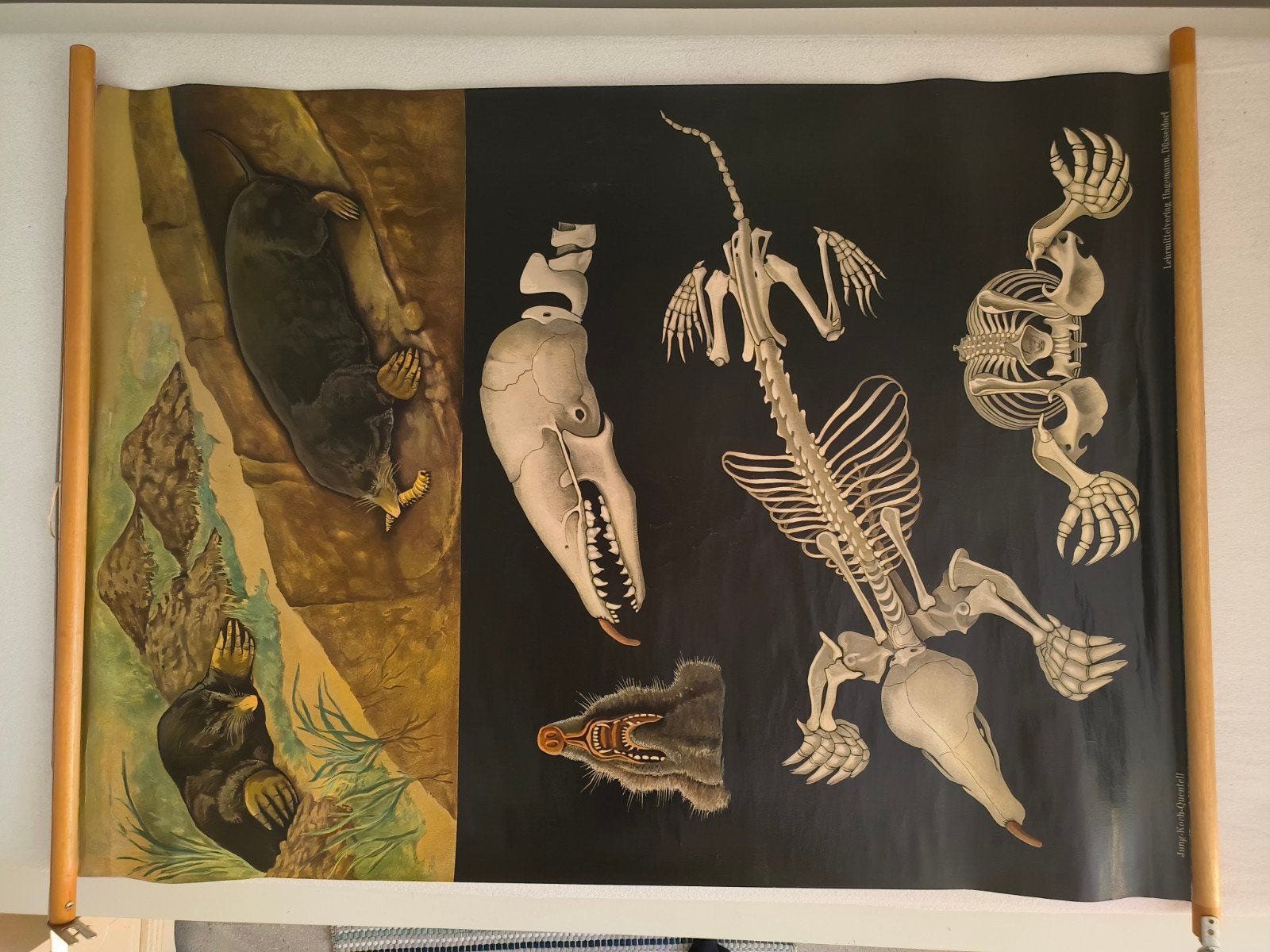 Vintage schoolplaat – Mol (Jung-Koch-Quentell), Ophalen, Natuur en Biologie