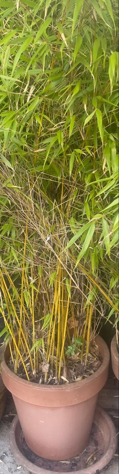 Fargasia bamboe, Ophalen, Bamboe, 250 cm of meer