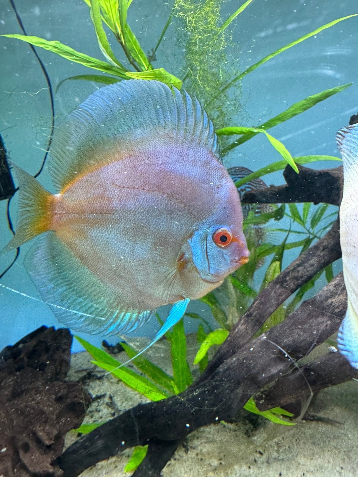 Discusvissen, Dieren en Toebehoren, Vissen | Aquariumvissen, Vis, Zoetwatervis, Schoolvis