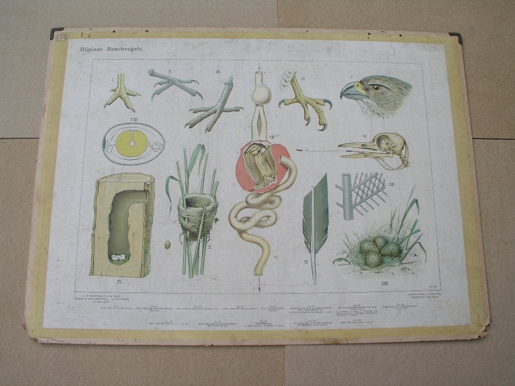 Schoolplaat / Bijplaat Boschvogels, Antiek en Kunst, Ophalen, Natuur en Biologie
