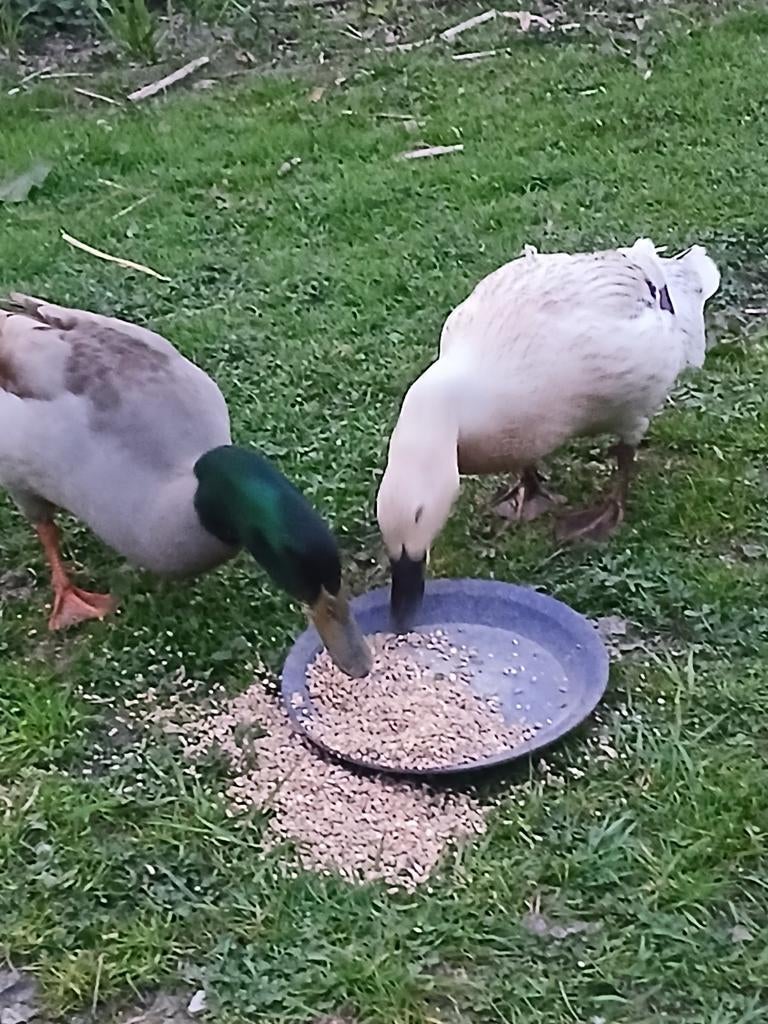 Eenden harlequin broedeieren, Dieren en Toebehoren, Pluimvee, Eend, Geslacht onbekend