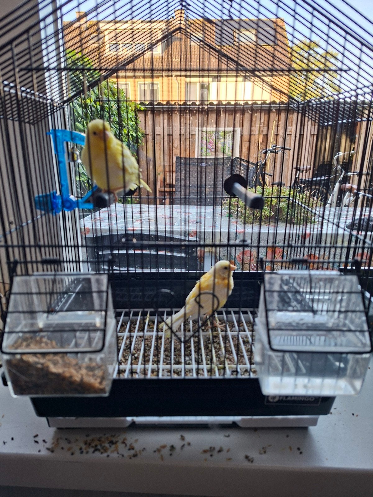 jonge kanarie's, Dieren en Toebehoren, Ophalen, Metaal, Vogelkooi