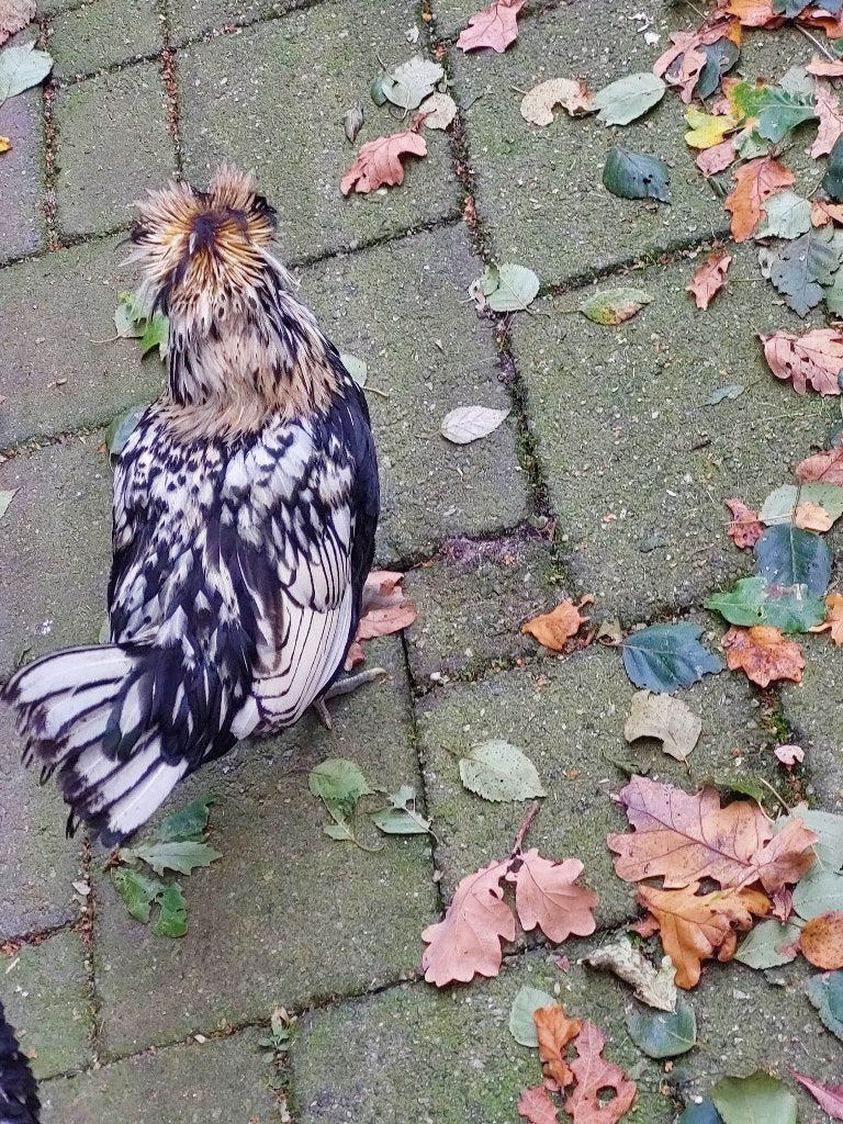 Kuifhoen kriel haan, Dieren en Toebehoren, Mannelijk, Kip