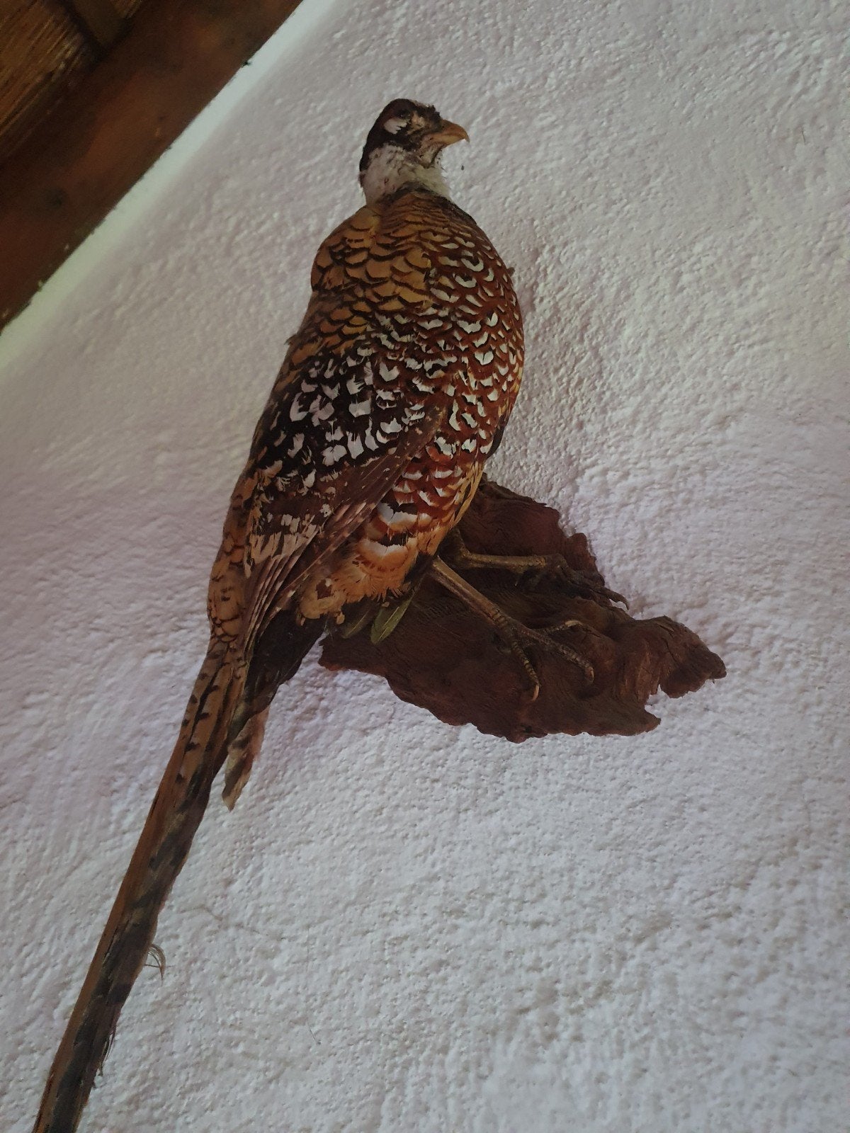 Opgezette fazant, Dieren en Toebehoren