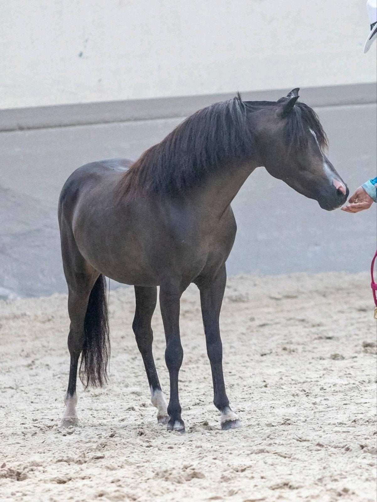 2 goedgekeurde minipaard hengsten tk en veulen, Hengst