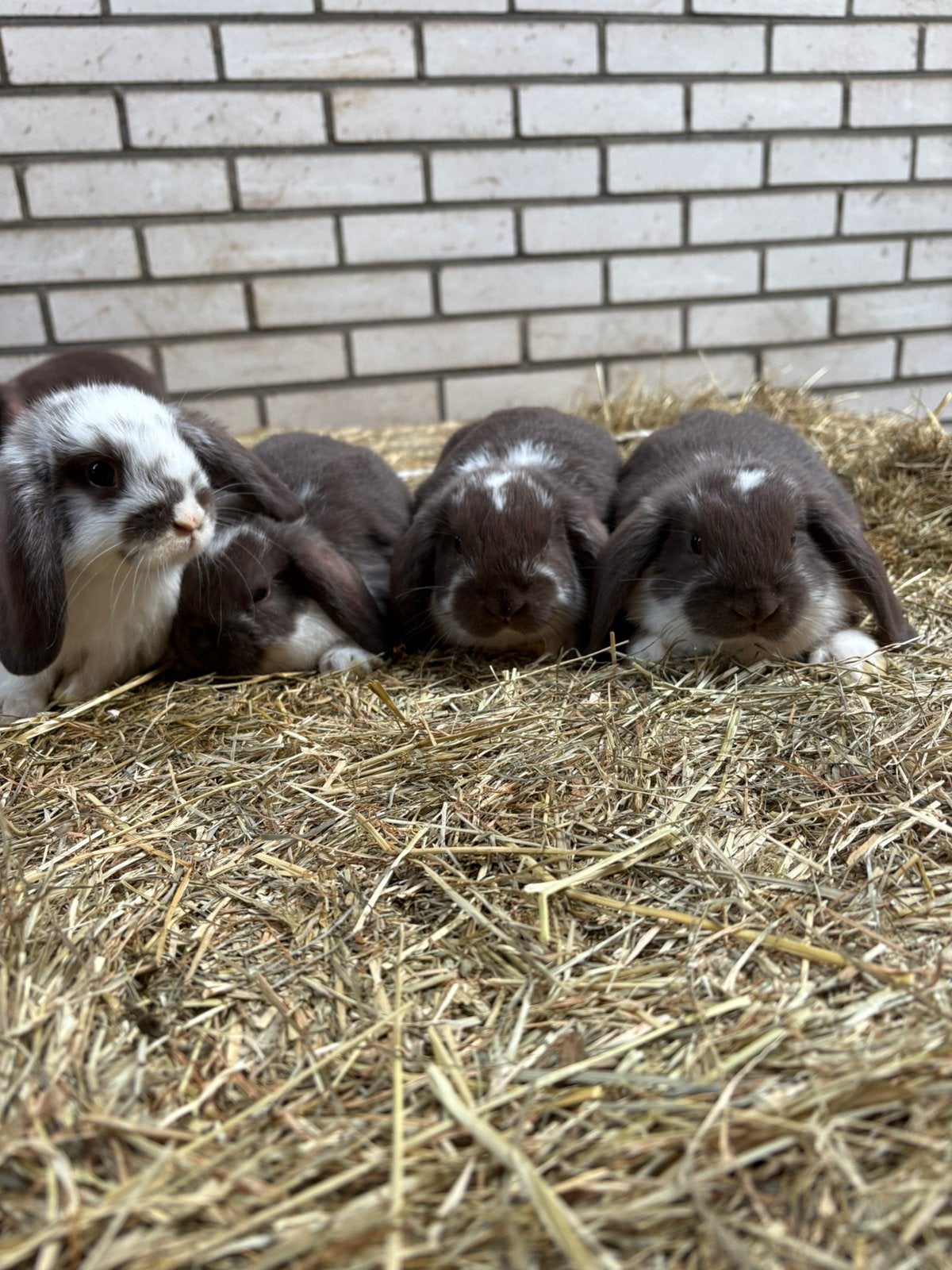 Nestje NHD choco konijntjes, Dieren en Toebehoren, Meerdere dieren, Dwerg, Hangoor, 0 tot 2 jaar