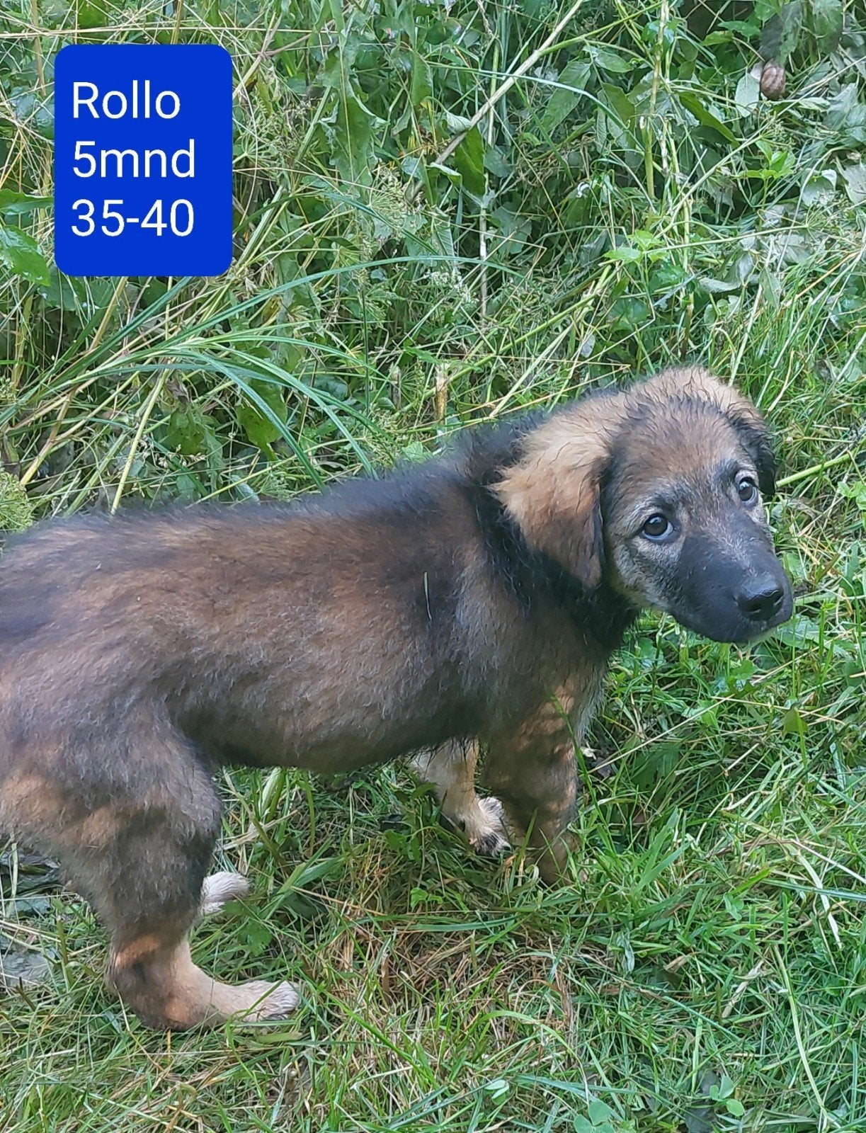 5 lieve rustige puppies zoeken hun familie!, Dieren en Toebehoren, 15 weken tot 1 jaar, Handelaar, Buitenland, Parvo