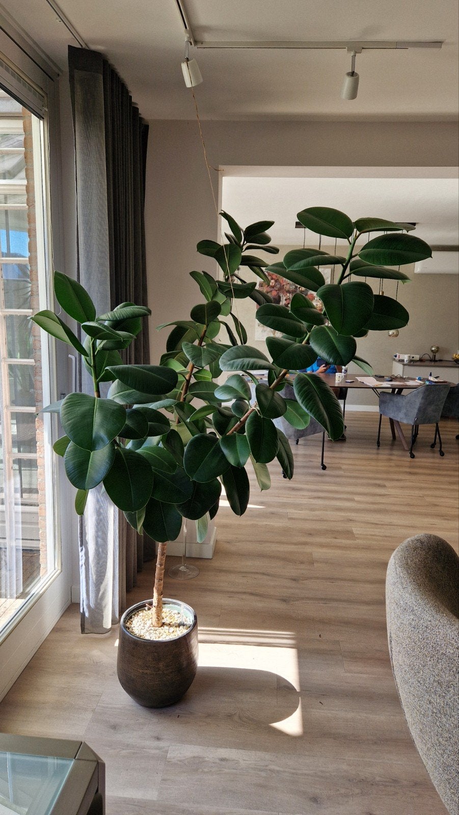 Ficus op hydrocultuur, Huis en Inrichting, Groene kamerplant, Ophalen, Halfschaduw, 150 tot 200 cm