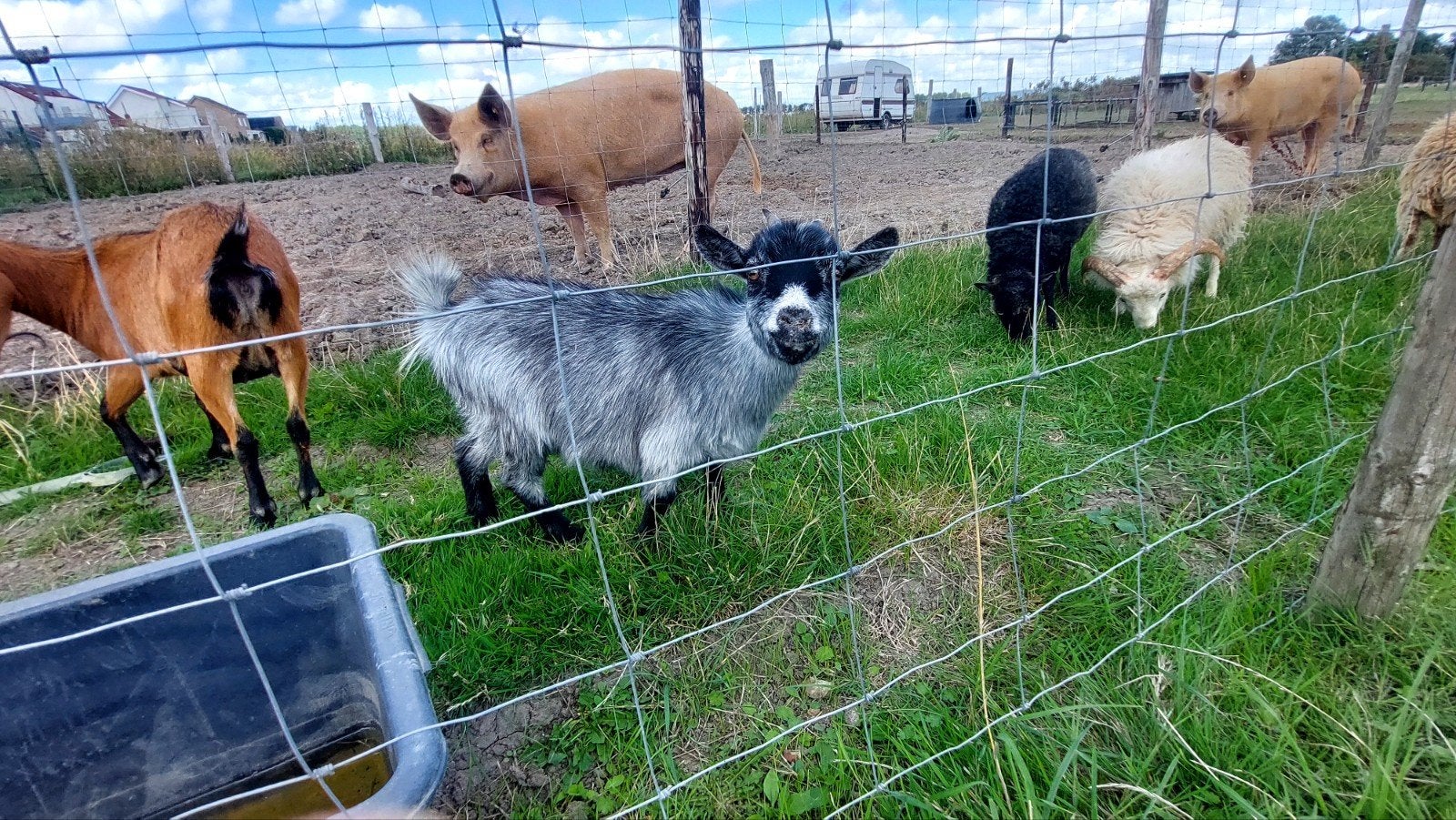 Dwerggeit, Dieren en Toebehoren, Vrouwelijk, Geit