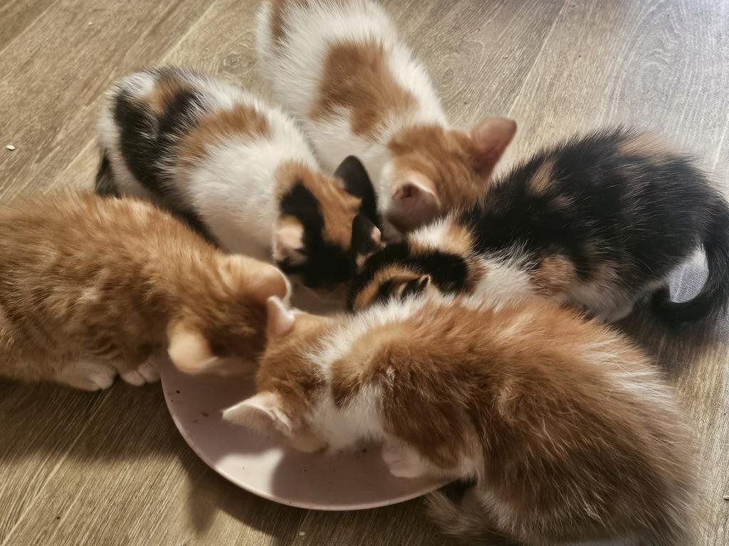 Kittens, Dieren en Toebehoren, Katten en Kittens | Overige Katten, Meerdere dieren