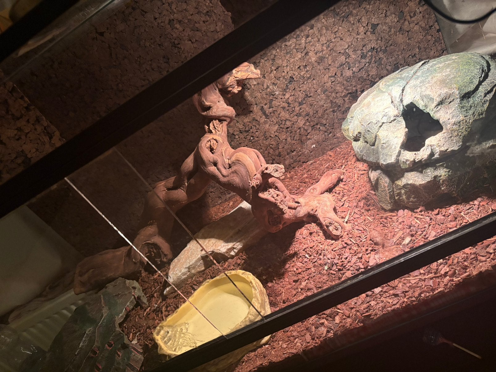 Twee ball pythons met complete terarium, Slang, 0 tot 2 jaar