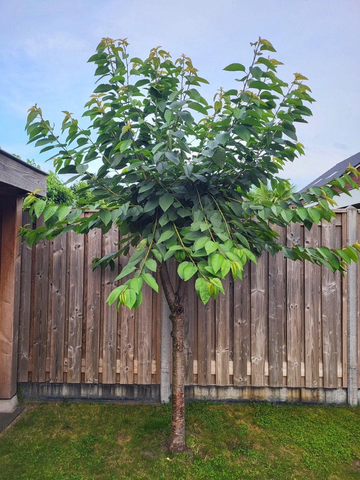 Kersen boom half stok, Ophalen