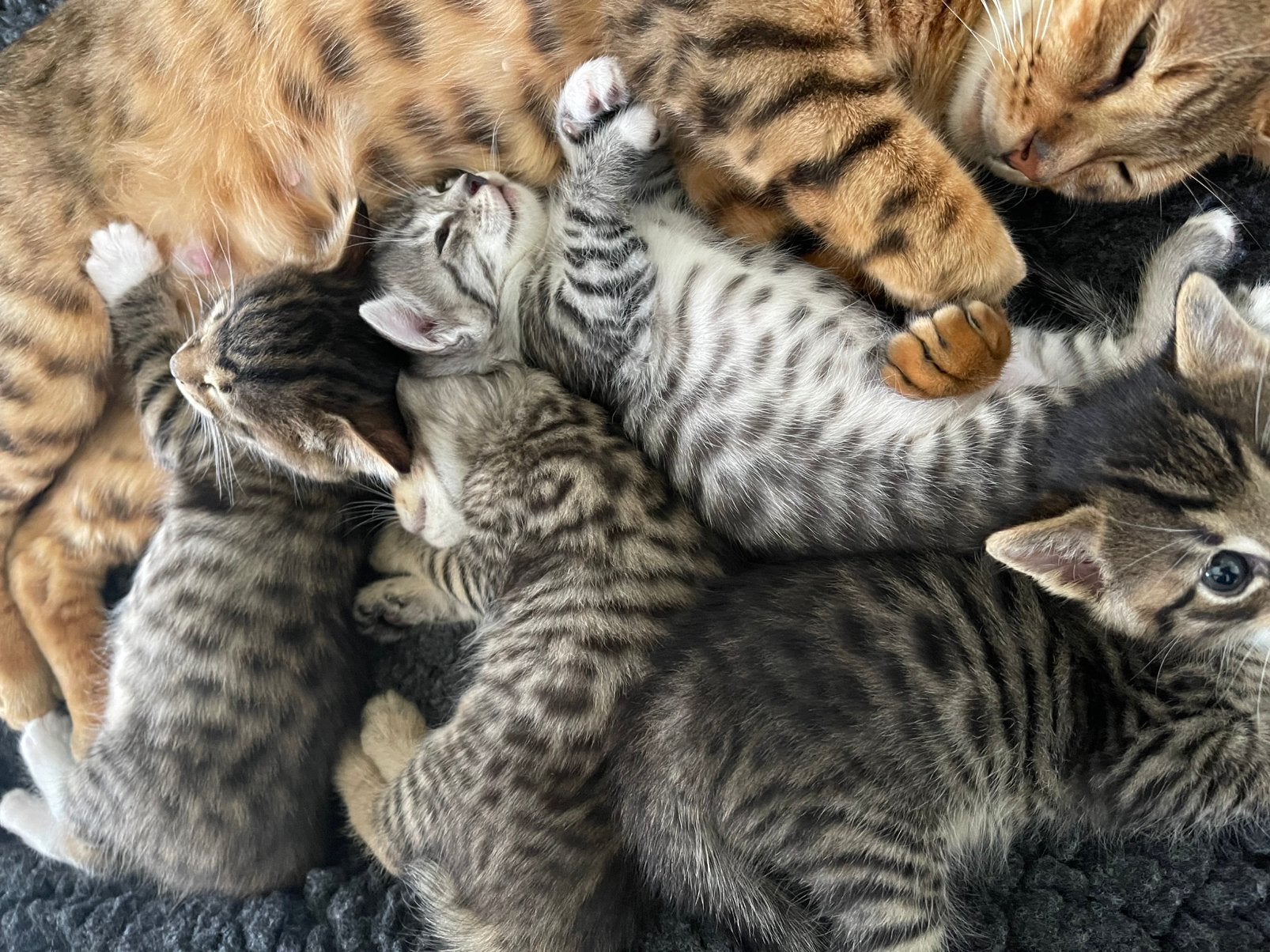Gereserveerd Savannah/Bengaal x Turkse Angora, Dieren en Toebehoren, Katten en Kittens | Raskatten | Korthaar, Meerdere dieren