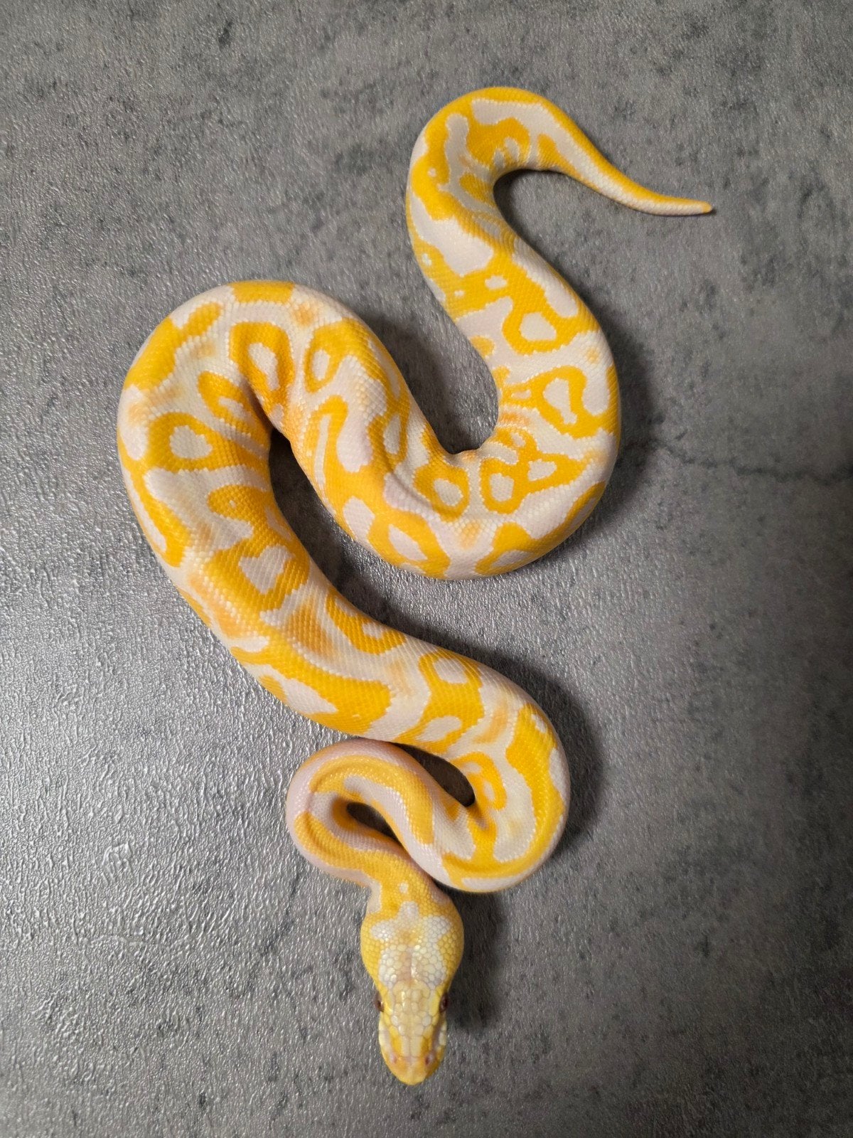️Leopard Pastel Lavender Albino 100%Clown(Grail project)