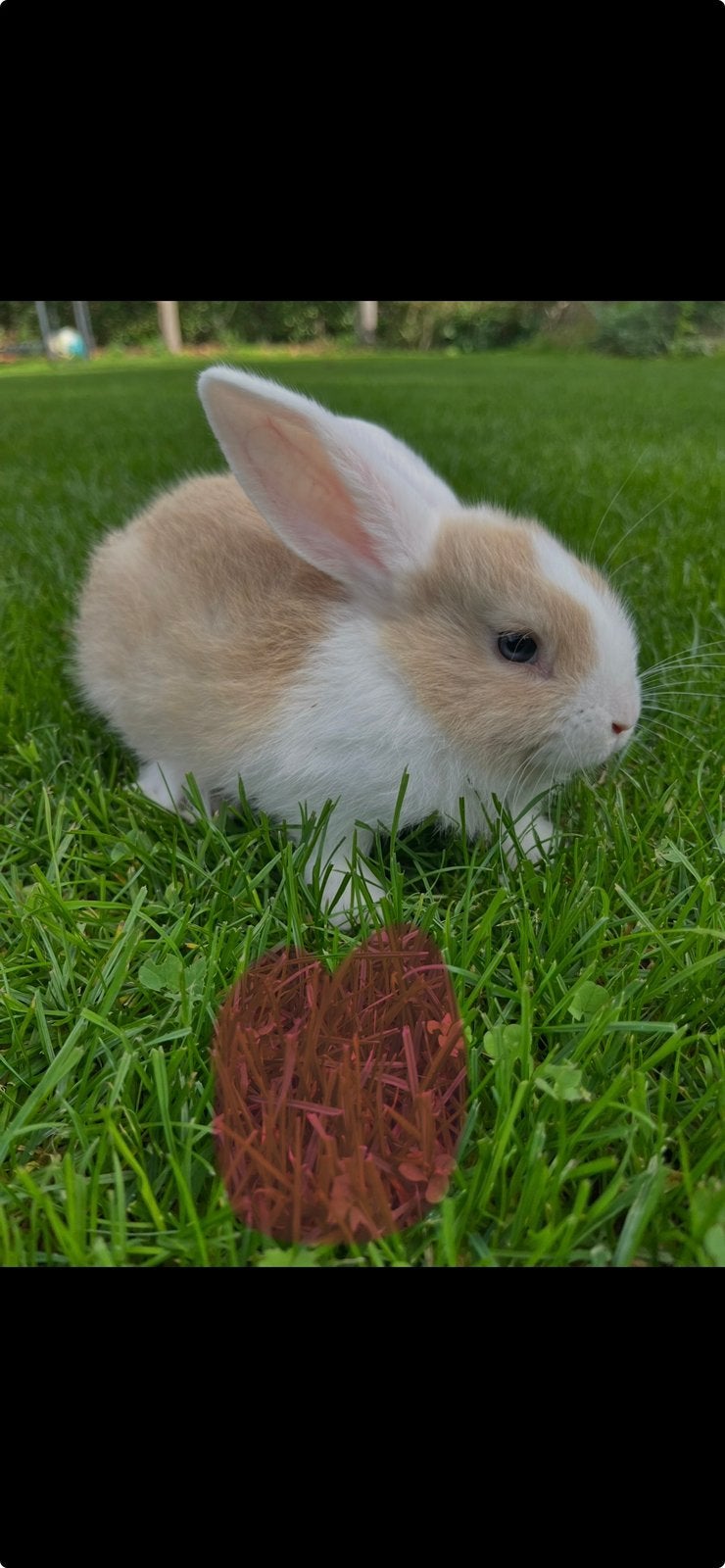 Lotharinger konijnen, Dieren en Toebehoren, Meerdere dieren, Groot
