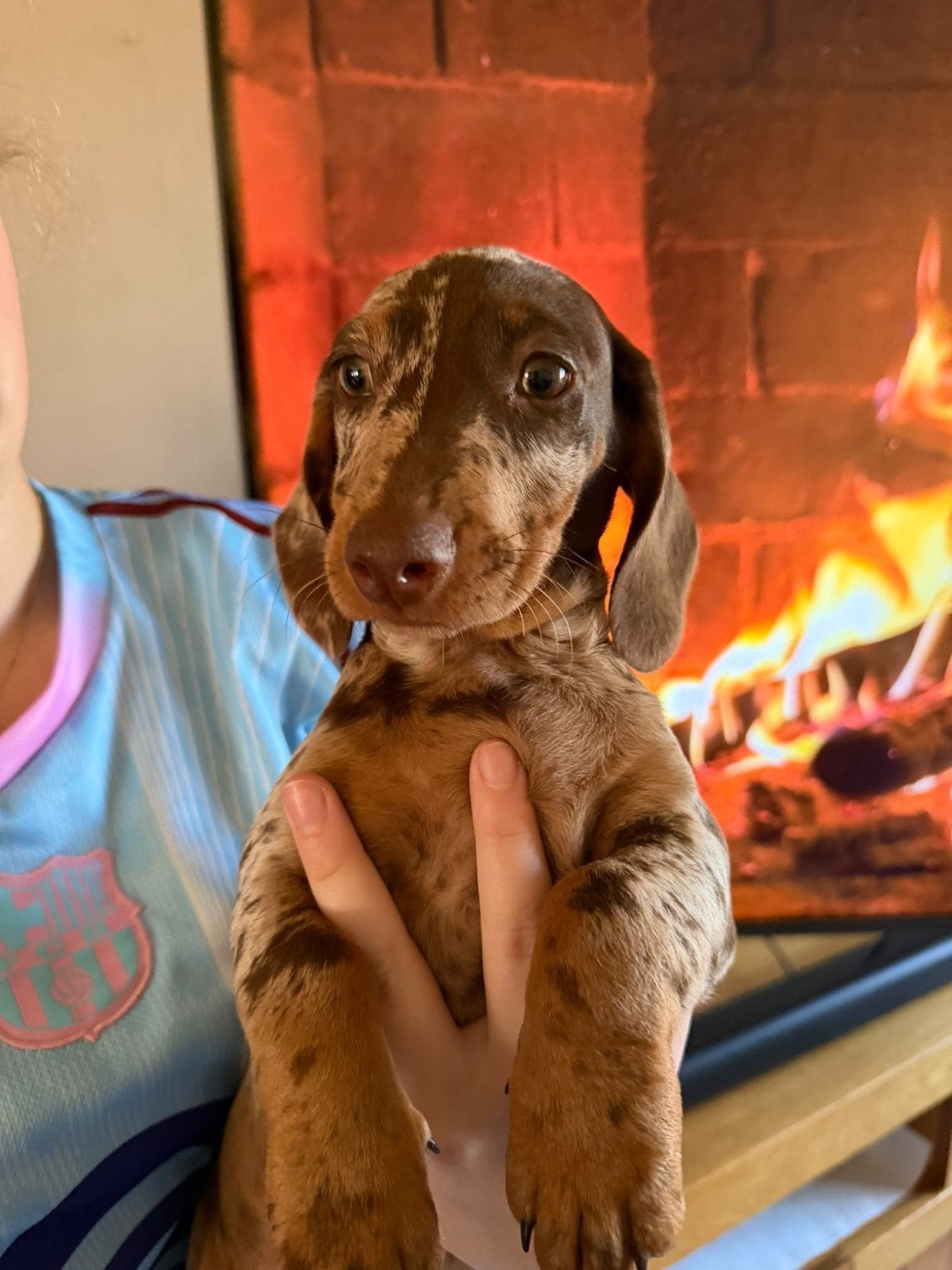 Prachtige Teckelpuppies, Standaard, 8 tot 15 weken, Korthaar, Meerdere